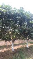 himayath trim r2 02-04-2026 m project thumbnail