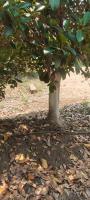 Jackfruit DG morning 27 April project thumbnail