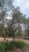 kala jamun r5 04-06-2026 project thumbnail
