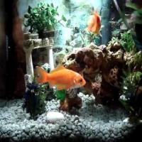 Fish species detection project project thumbnail