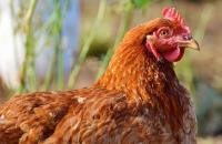 gallina model project thumbnail