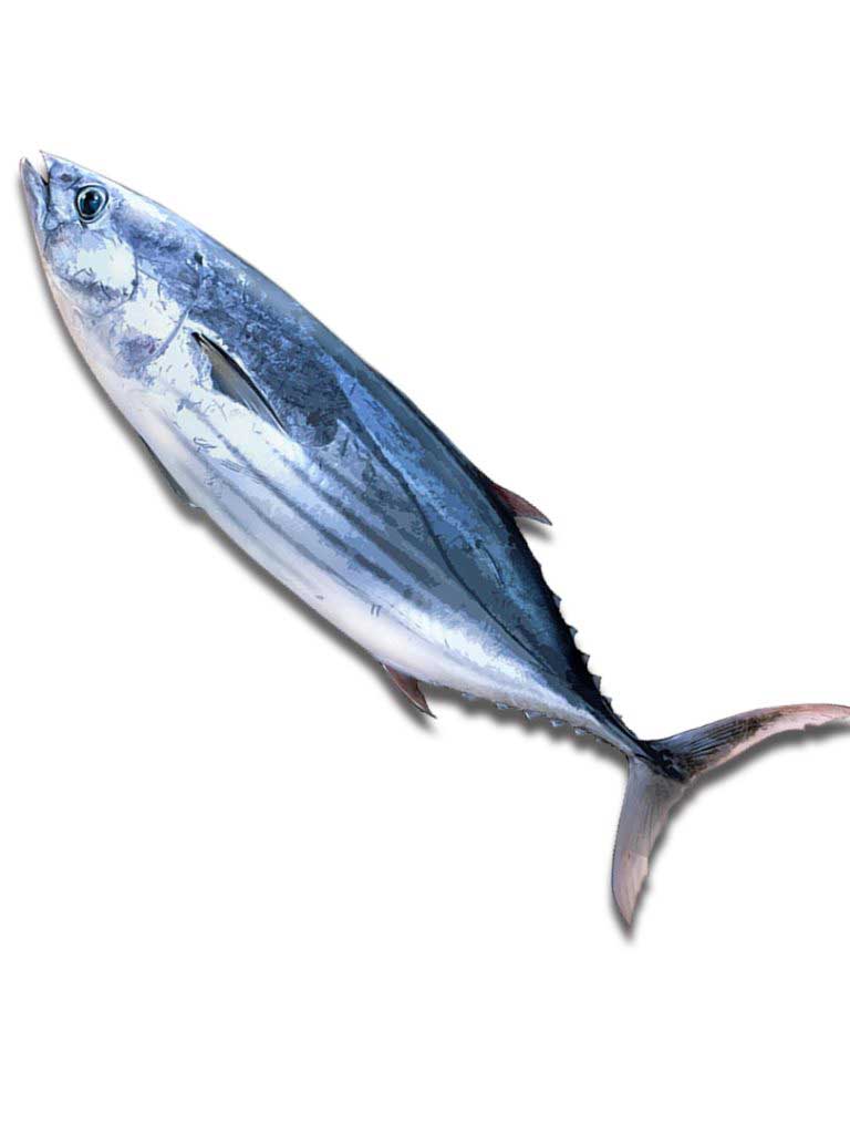 Fish Classification Dataset by new-workspace-wscrg