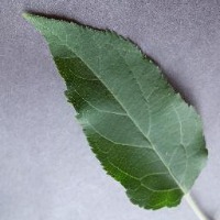 LEAF project thumbnail