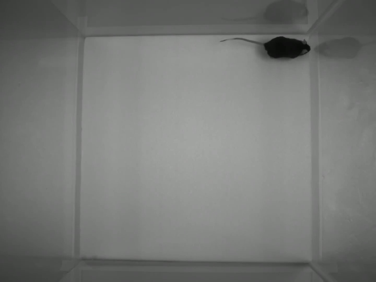 Mouse Object Detection Merged_projects Object Detection Dataset by Caca de souris
