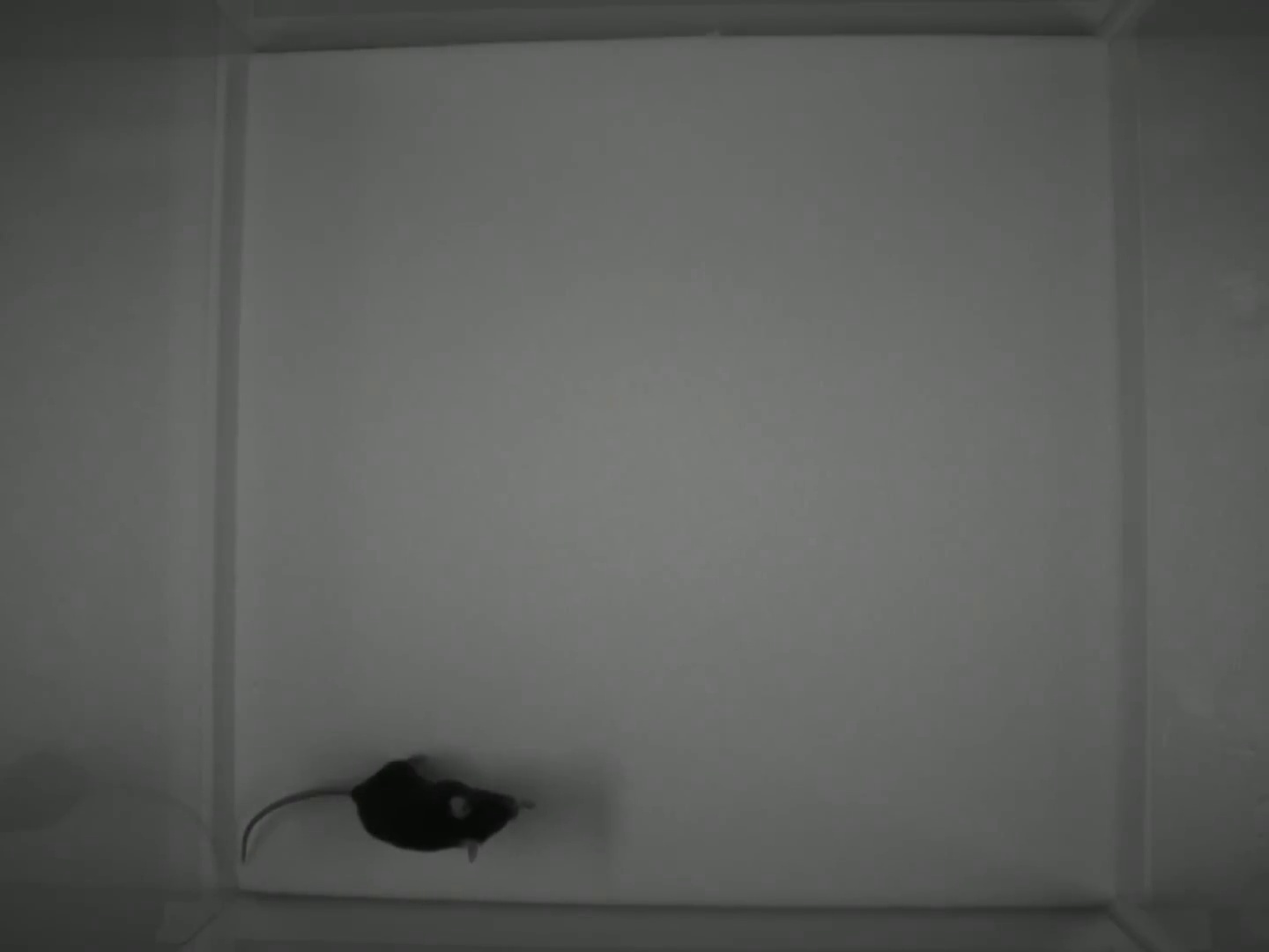 Mouse Object Detection My First Project Object Detection Model by Caca de souris