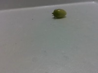 Tomato Object detect project thumbnail
