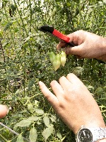 Tomato ครอบ project thumbnail