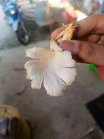 MUSHROOM project thumbnail