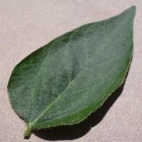 Soybean Crop project thumbnail