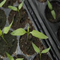Chili Plant Growth Detection project thumbnail