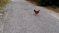 Chicken detection project thumbnail
