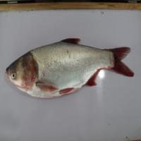 Fish Detection Using Deep learn project thumbnail