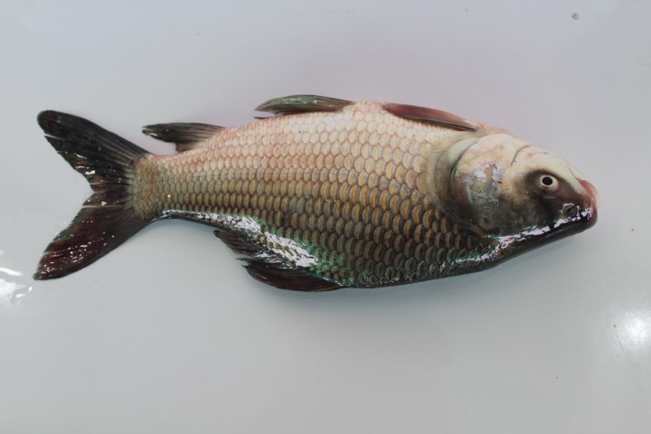 Muhammad Fish Fish Detection Using Deep learn Object Detection Dataset by Muhammad Ahsan