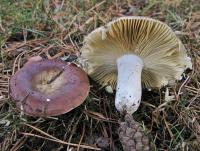 muShrOOm-ID project thumbnail