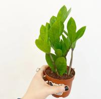 HousePlantSS project thumbnail