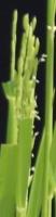 panicle_crop_group_251120 project thumbnail