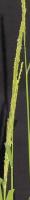 panicle_det project thumbnail