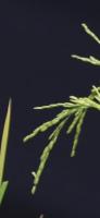 panicle_crop_251116 project thumbnail