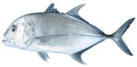 jenis-ikan project thumbnail