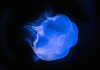 JellyFishMax Instance Segmentation Model by detection