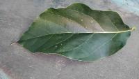 Avocado Leaf Disease project thumbnail