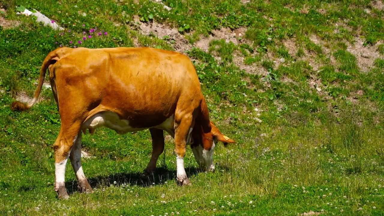 Sapi Real sapi Object Detection Dataset by sapi