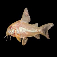 multi-class-fish-detection project thumbnail