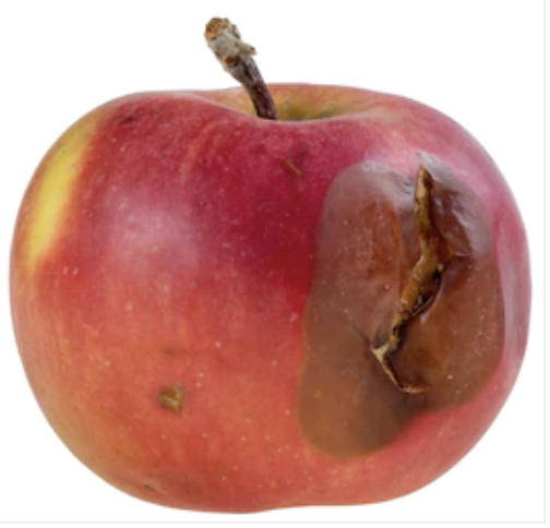 apple Object Detection Dataset by pusan national university