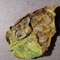 leaf-detection project thumbnail
