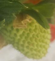 strawberry quality detection project thumbnail