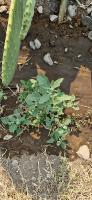 WeedDetectionF project thumbnail
