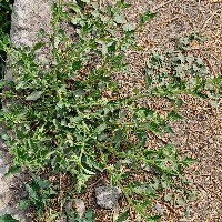 Weed Detection 2 project thumbnail
