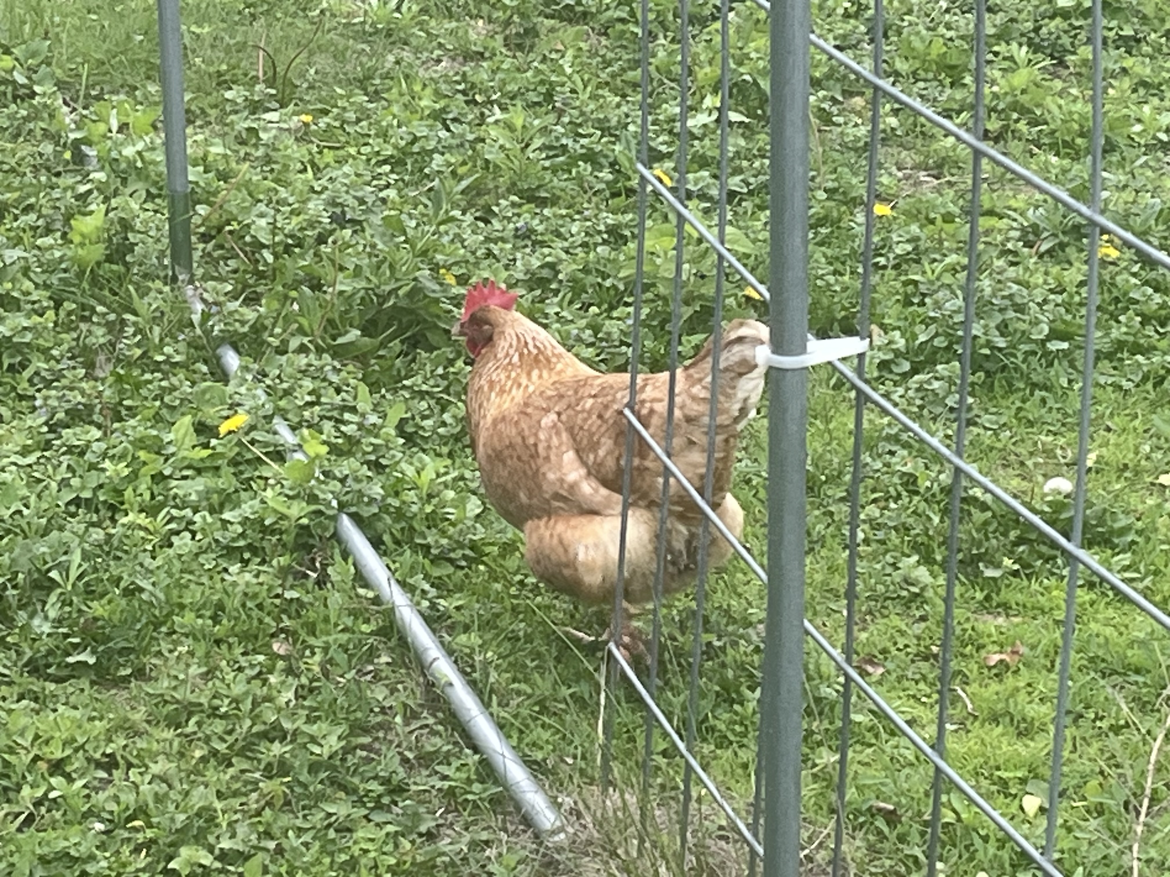 AI Chicken Detect Model Roboflow - Roboflow Universe