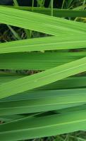 rice leaf diseases project thumbnail