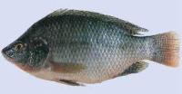 fish project thumbnail
