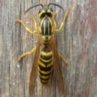 Bee_Dataset project thumbnail