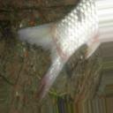 Fish-Disease-SouthAsia project thumbnail