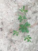 weed-crop-agent-dataset project thumbnail
