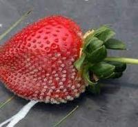 dautay project thumbnail