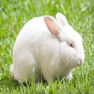 Chicken-Rabbit-Detection Object Detection Model by goldfish