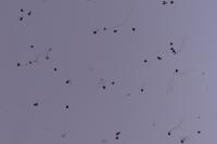 Corn-Pollen project thumbnail