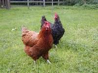 Poultry-Chicken project thumbnail