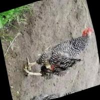 Poultry Disease Classification project thumbnail