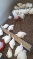 polgard-chicken-dataset project thumbnail