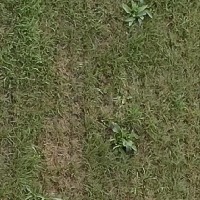 weed detection project thumbnail