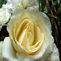 Rose project thumbnail