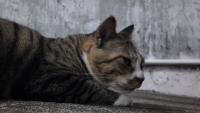 cat project thumbnail