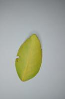 Agro Vision - Lemon project thumbnail