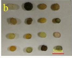 Microplastic Detection Object Detection Dataset by FYP