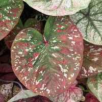 Caladium_Round project thumbnail